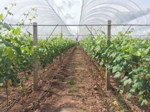 pipes for irrigation
